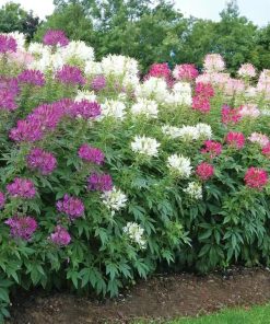 Alternative view of 醉蝶花种子开花